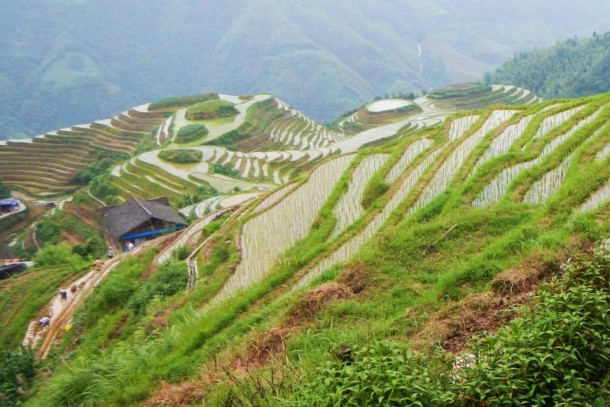 Longji rýžové terasy